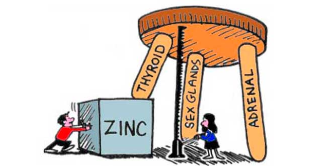 Importanza dello Zinco Importanza dello Zinco
