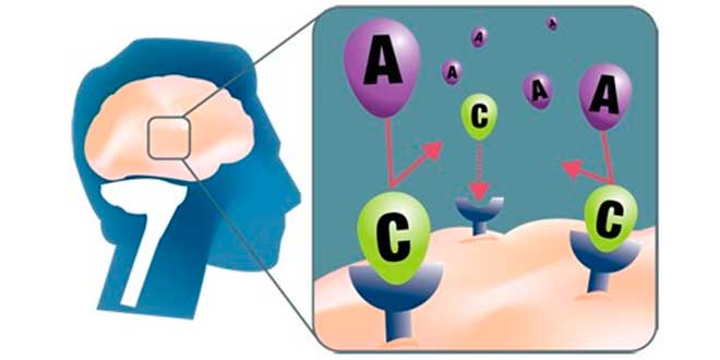 La caffeina blocca i recettori di adenosina La caffeina blocca i recettori di adenosina