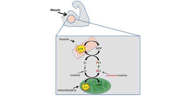 Contrazioni muscolari nell'esercizio ad alta intensità