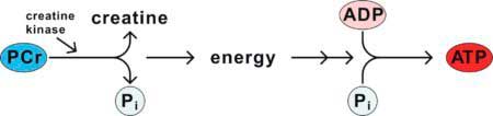 Substrato energetico dei fosfageni Substrato energetico dei fosfageni
