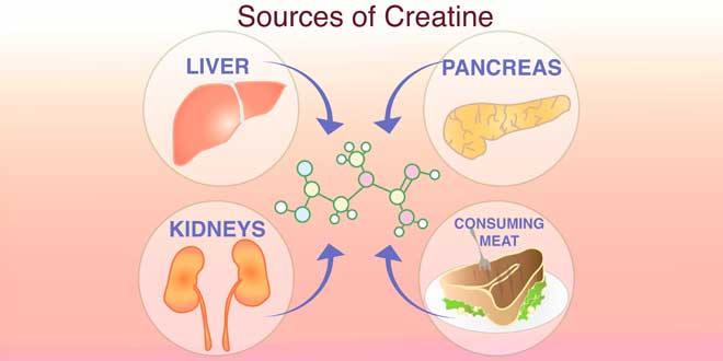 Fonti di Creatina
