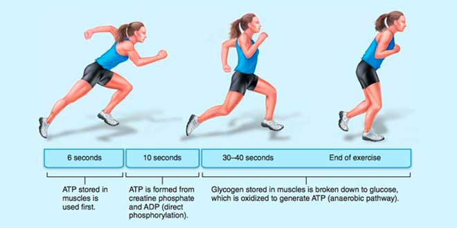 Riconversione dell'ADP in ATP Riconversione dell'ADP in ATP