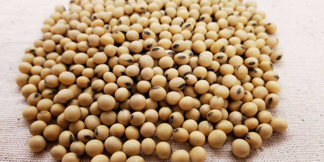 Cosa sono gli isoflavoni di soia