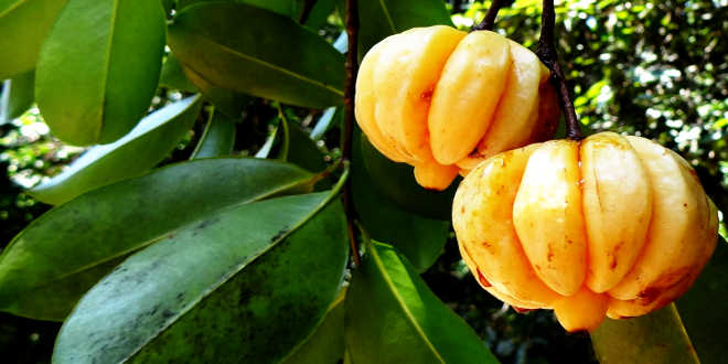 Albero della garcinia cambogia