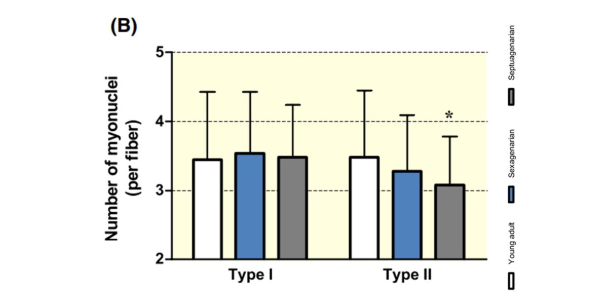 Cambiamento numero dei mionuclei Cambiamento numero dei mionuclei