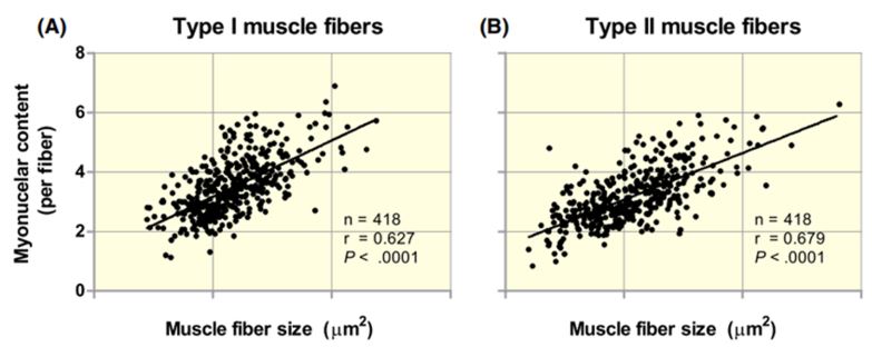 Fibre muscolari Fibre muscolari