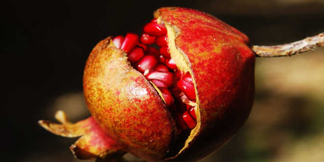 Frutto di Punica Granatum