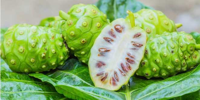 Noni – Un frutto con grandi benefici per la salute Noni – Un frutto con grandi benefici per la salute