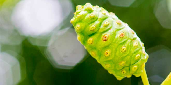 Pianta di noni Pianta di noni