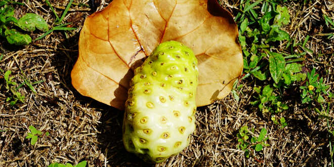 Controindicazioni del noni Controindicazioni del noni