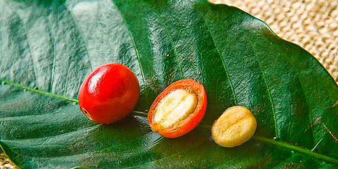 Semi della pianta del caffè