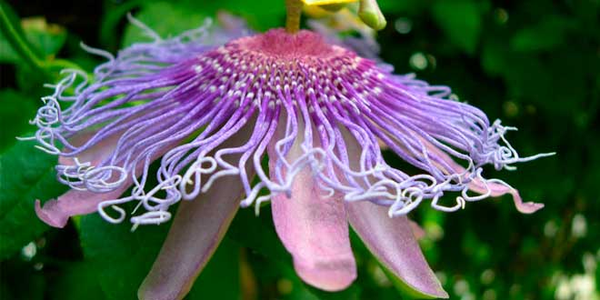 Passiflora Passiflora