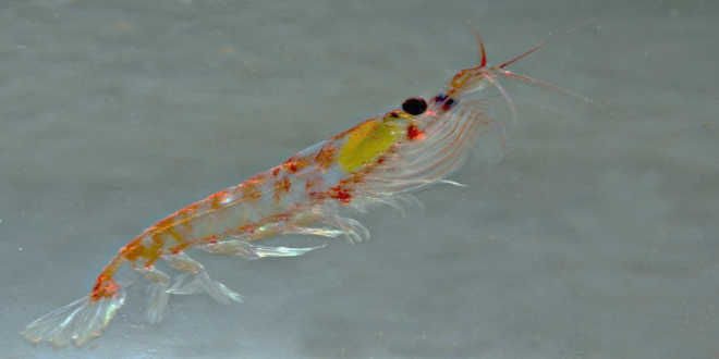 Benefici del krill