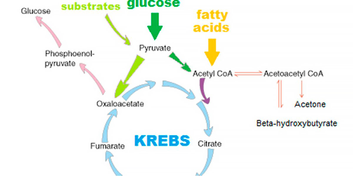 Krebs