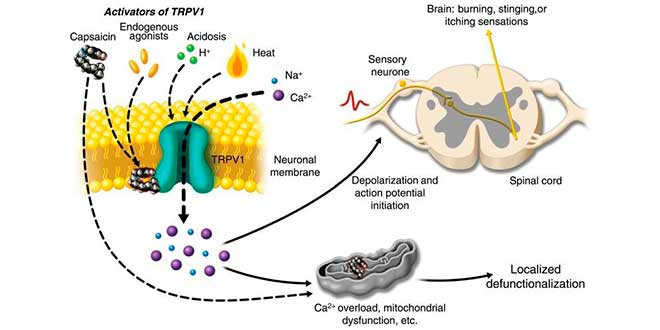 Come agisce la capsaicina