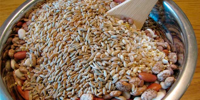 Ingredienti pane Ezechiele Ingredienti pane Ezechiele