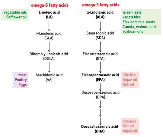 omega 3 vs omega 6 omega 3 vs omega 6