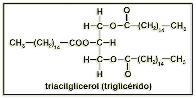 Struttura molecolare dei trigliceridi Struttura molecolare dei trigliceridi