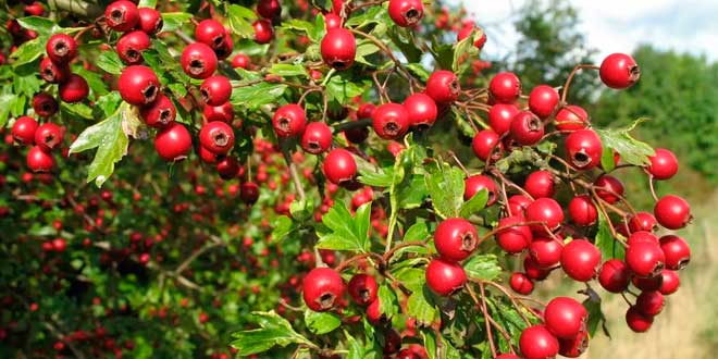 Ashwangandha Ashwangandha