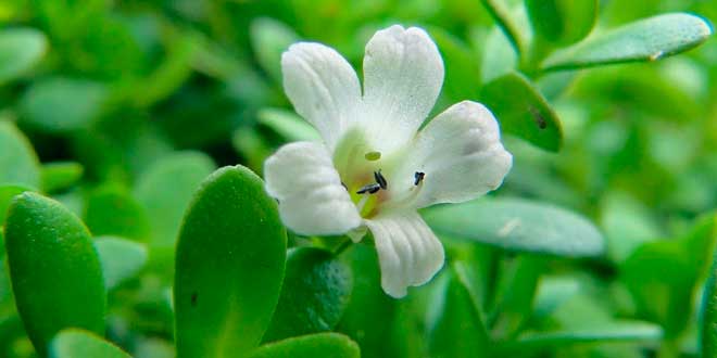 Bacopa Bacopa