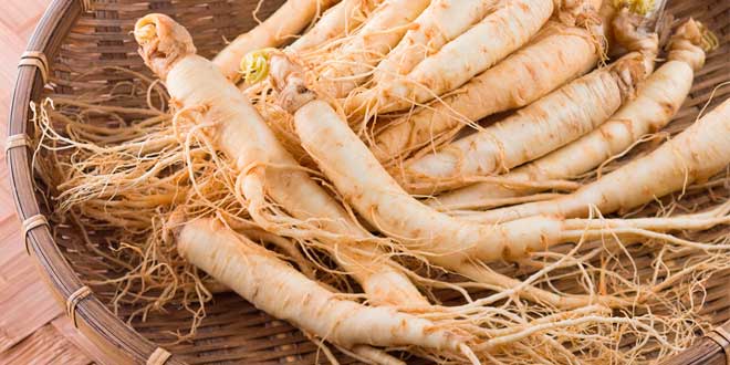 Ginseng Ginseng