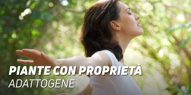 Tutto quello che c’è da sapere sulla Piante Adattogene Tutto quello che c’è da sapere sulla Piante Adattogene