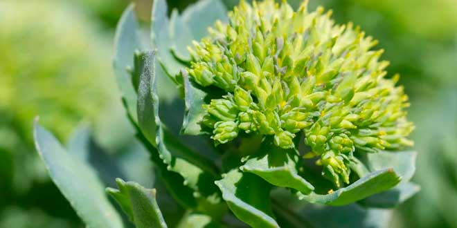 Rhodiola Rosea Rhodiola Rosea