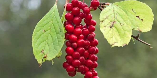 Schisandra Schisandra