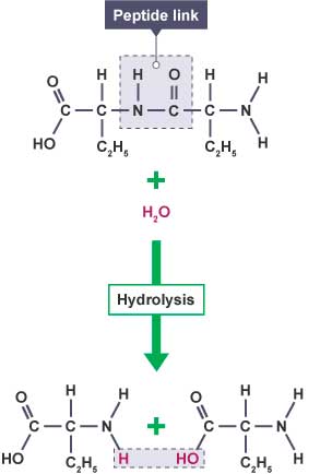 Idrolisi delle proteine Idrolisi delle proteine