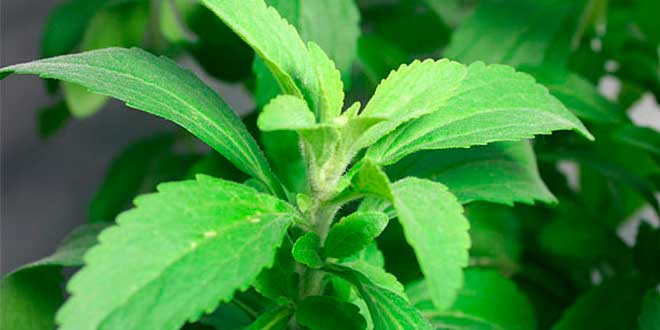 stevia