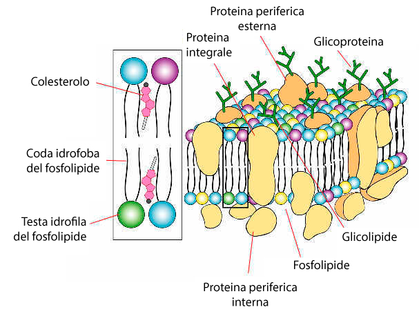 Membrana cellulare Membrana cellulare