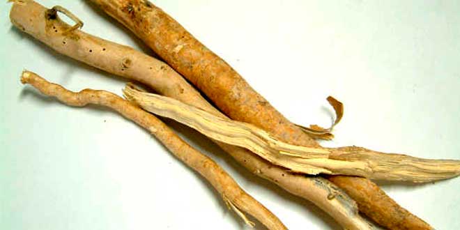 Estratto eurycoma longifolia Estratto eurycoma longifolia