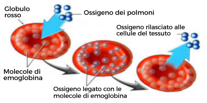 Ferro per combattere l'anemia Ferro per combattere l'anemia