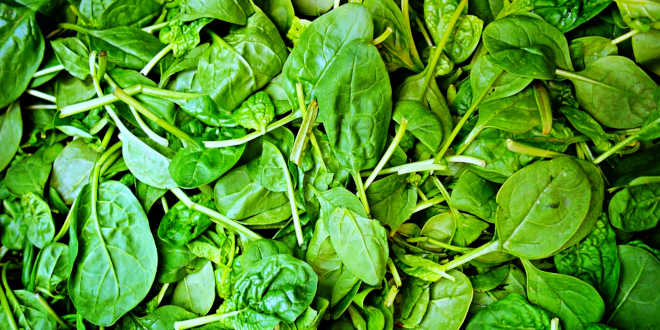 Spinaci come ottima fonte di ferro Spinaci come ottima fonte di ferro