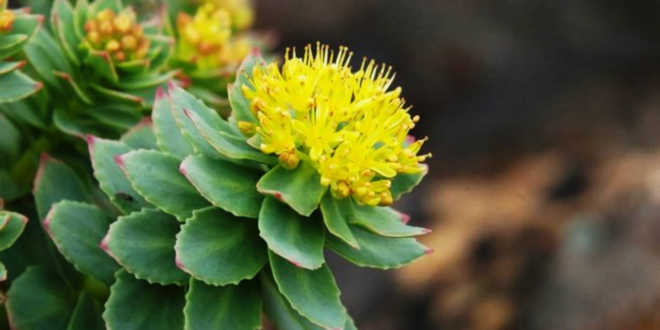Pianta di rhodiola rosea Pianta di rhodiola rosea