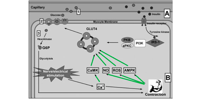 Contrazione muscolare