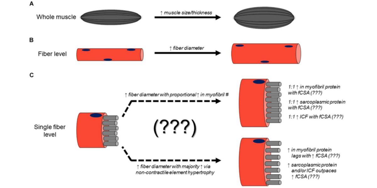 Meccanismi fisiologici