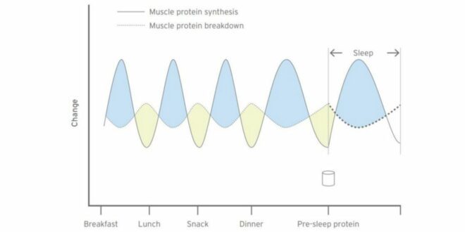 Quercetina: l’antiossidante naturale per rallentare l’invecchiamento Quercetina: l’antiossidante naturale per rallentare l’invecchiamento