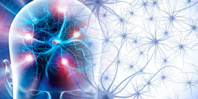 Effetti dei Neurotrasmettitori Effetti dei Neurotrasmettitori