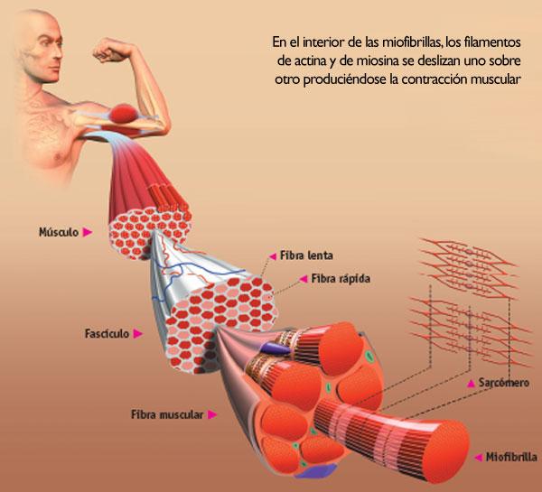 Fibre muscolari lente e veloci Fibre muscolari lente e veloci
