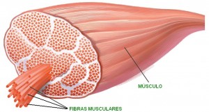 Fibre Fibre