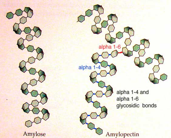 struttura molecolare struttura molecolare