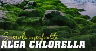 Alga chlorella: scoprirla in profonfità