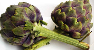 I carciofi e i prebiotici