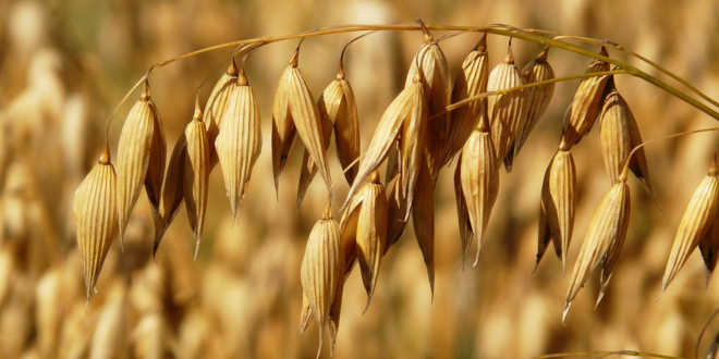 Pianta di avena Pianta di avena