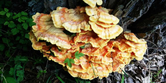 Proprietà del Reishi Proprietà del Reishi