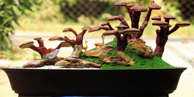 Reishi in casa Reishi in casa