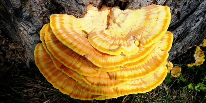 Coltivazione Reishi Coltivazione Reishi