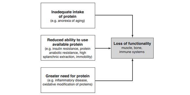 Necessità proteiche in menopausa