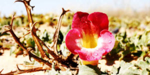 Pianta medicinale arpagofito